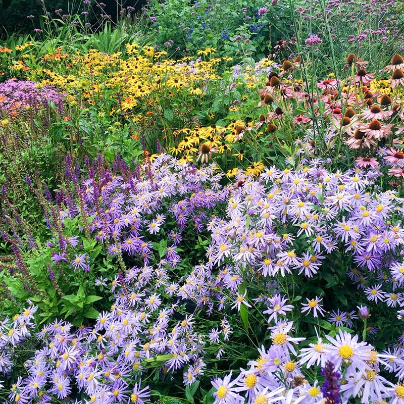 High Country Meadow Native Wildflower Seed Mix - Image 4
