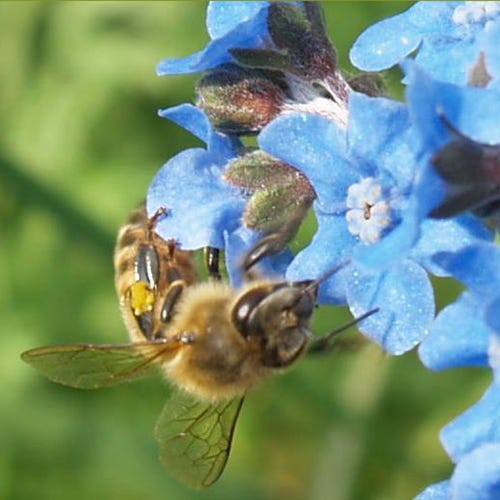 Honey Bee Wildflower Seed Mix - Image 5