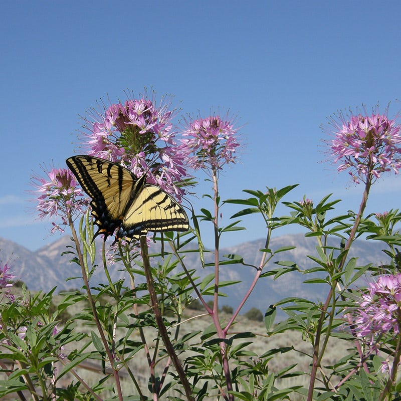 Intermountain Native Wildflower Seed Mix - Image 3