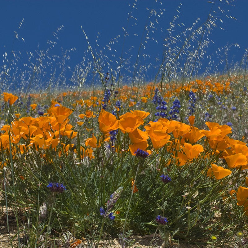 Intermountain Native Wildflower Seed Mix - Image 4