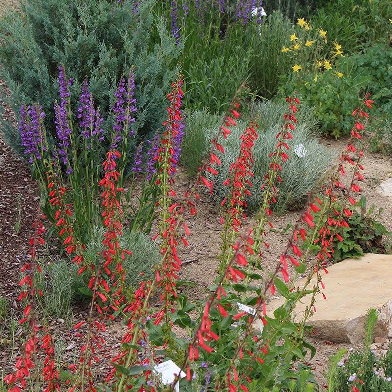 Intermountain Native Wildflower Seed Mix - Image 5
