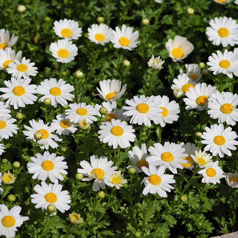 Alternative Lawn Wildflower Seed Mix - Image 3