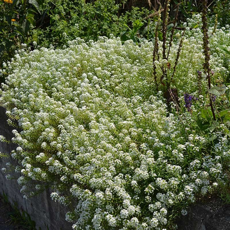 Alternative Lawn Wildflower Seed Mix - Image 5