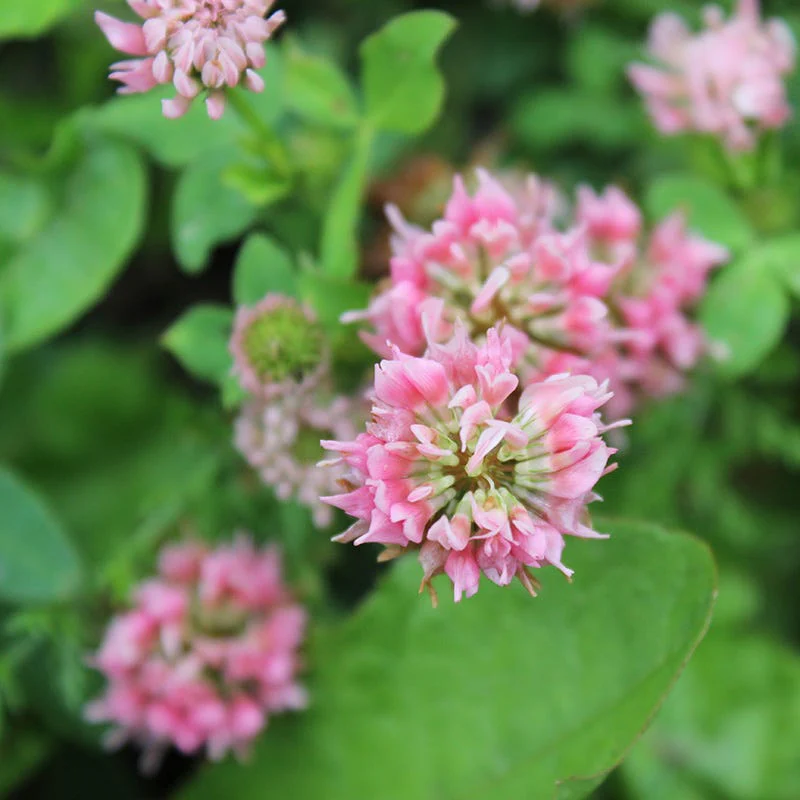 Alternative Lawn Wildflower Seed Mix - Image 7