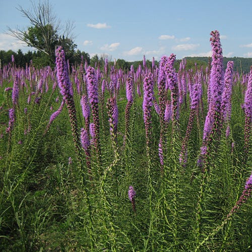 Blazing Star Seeds (Liatris) - Image 3