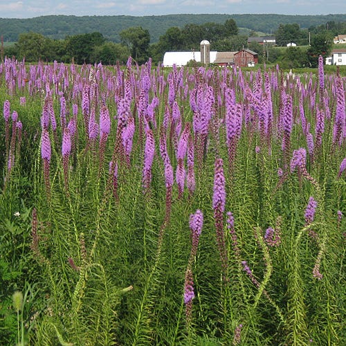 Blazing Star Seeds (Liatris) - Image 4