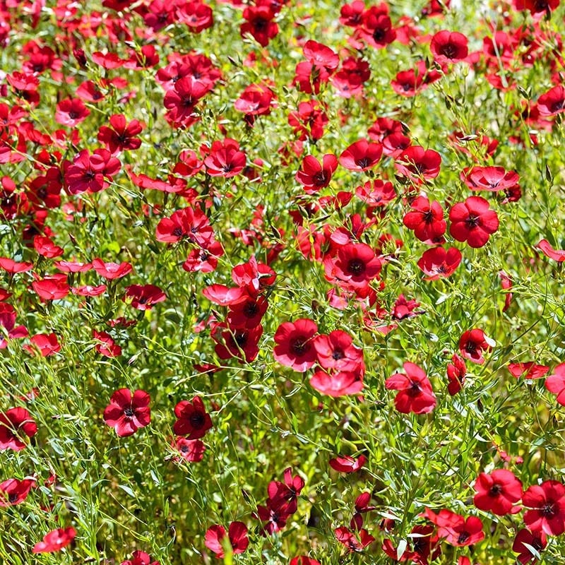 Scarlet Flax Seeds (Linum) - Image 3