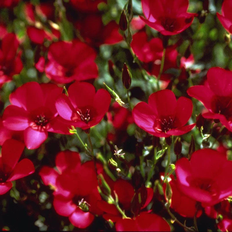 Scarlet Flax Seeds (Linum) - Image 4