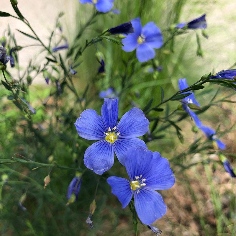 Blue Flax Seeds (Linum) - Image 2