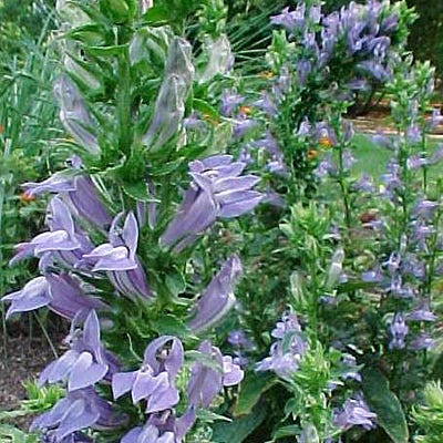Blue Cardinal Flower Seeds (Lobelia) - Image 2