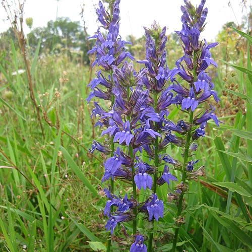 Blue Cardinal Flower Seeds (Lobelia) - Image 3
