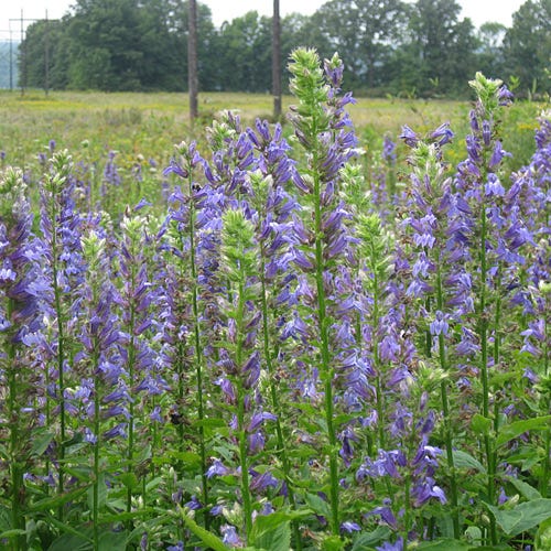 Blue Cardinal Flower Seeds (Lobelia) - Image 4