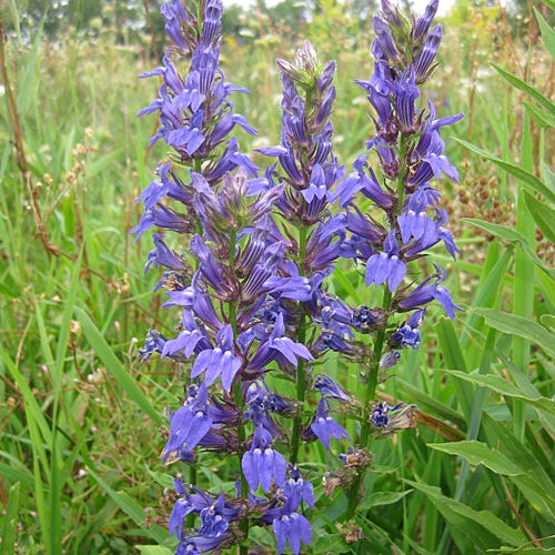 Blue Cardinal Flower Seeds (Lobelia) - Image 5