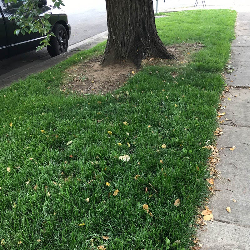 Low Work and Water Dwarf Fescue Grass Seed - Image 3