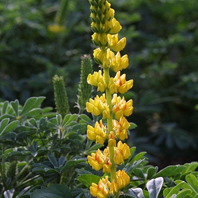 Golden Lupine Seeds - Image 3