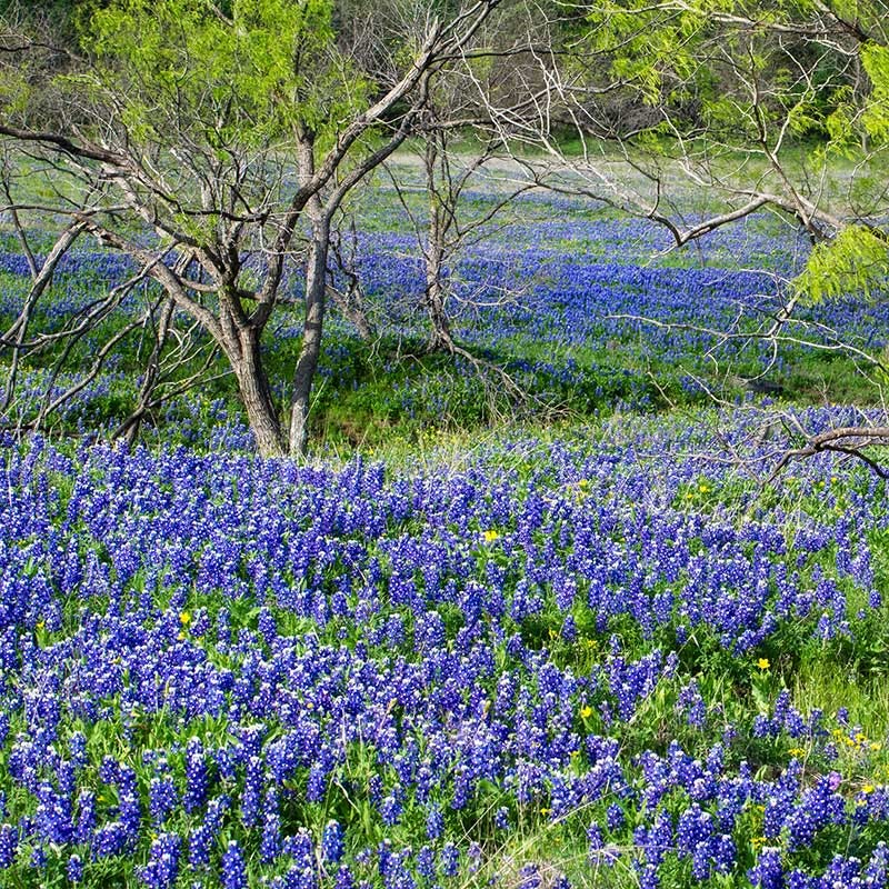 Texas Bluebonnet Seeds - Image 2