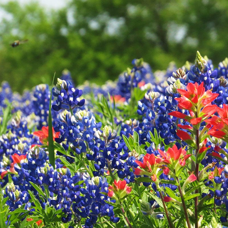 Texas Bluebonnet Seeds - Image 3