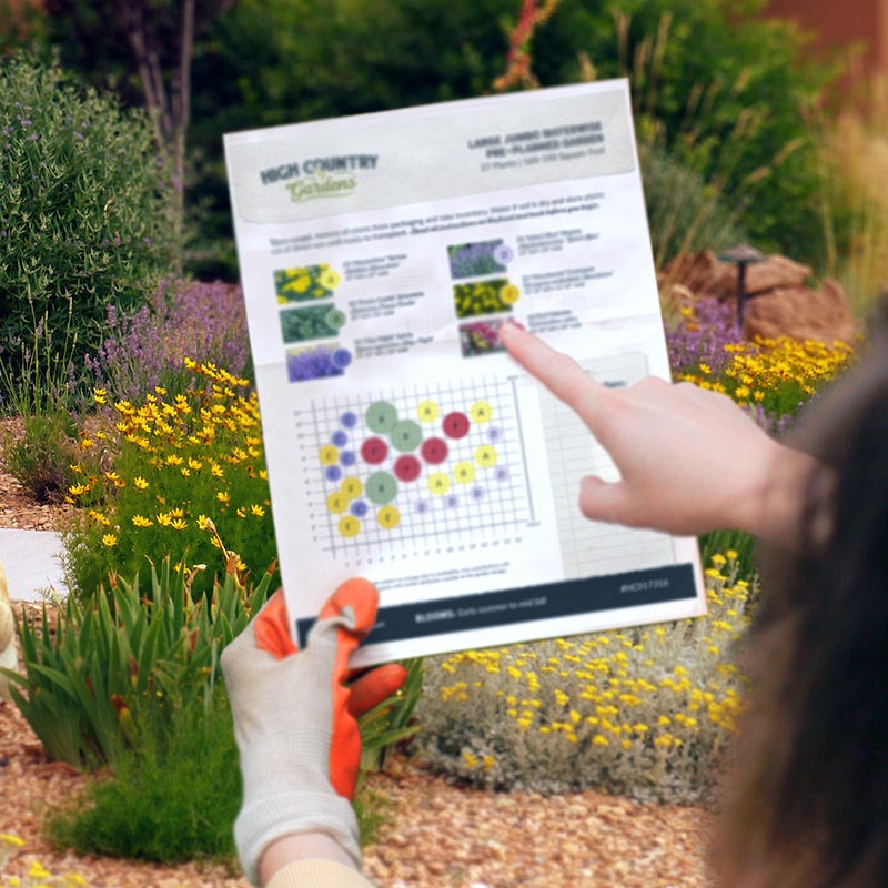 Native Southwest Songbird Pre-Planned Garden - Image 3