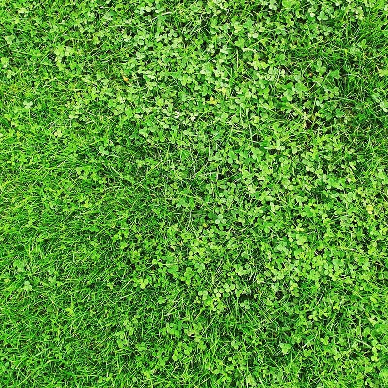 Microclover & Low-Water Lawn Seed Mix - Image 3
