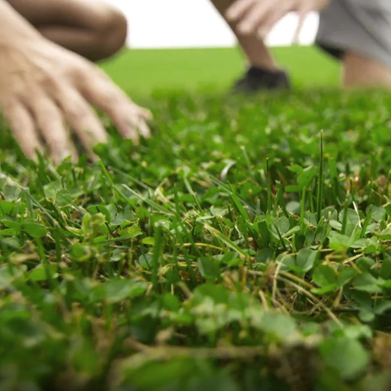 Microclover & Low-Water Lawn Seed Mix - Image 4