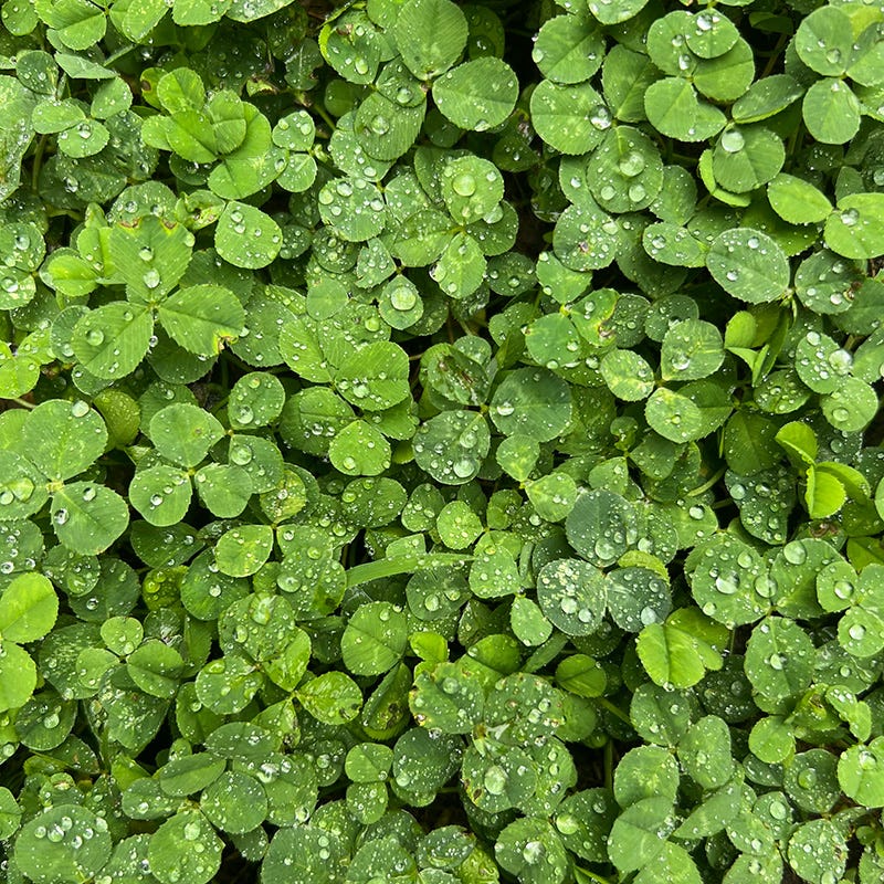 Microclover Seed (Pelleted) - Image 2