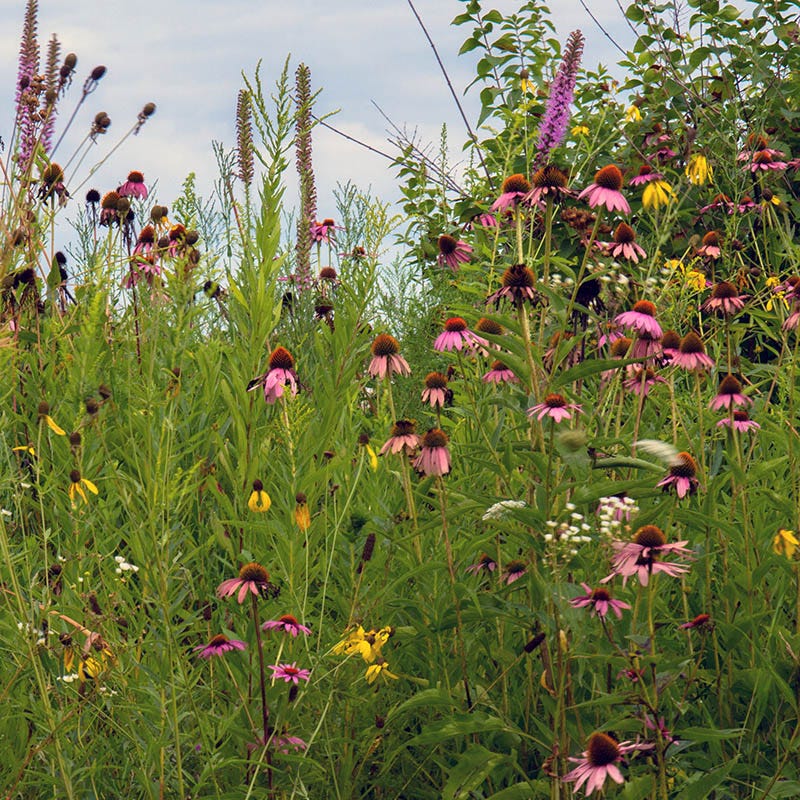Native Midwest Wildflower Seed Mix - Image 2