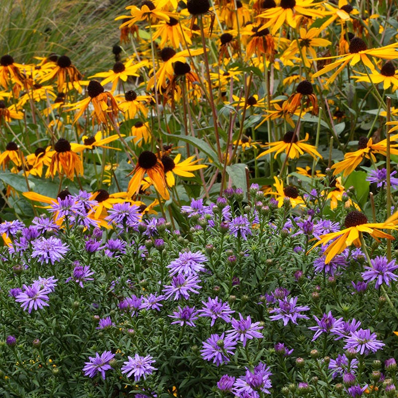 Native Midwest Wildflower Seed Mix - Image 3