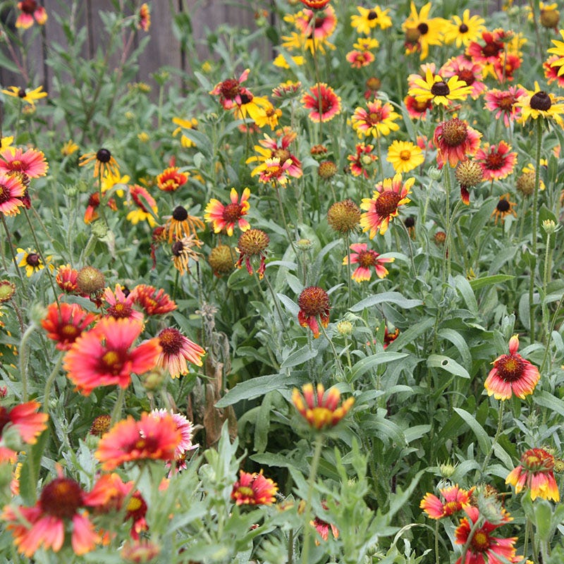 Native Midwest Wildflower Seed Mix - Image 4