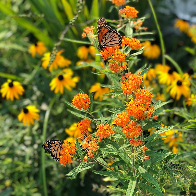 Native Midwest Wildflower Seed Mix - Image 5