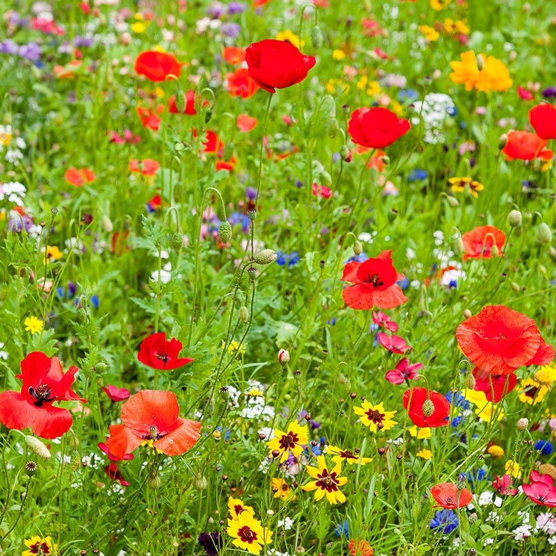 Midwest Wildflower Seed Mix