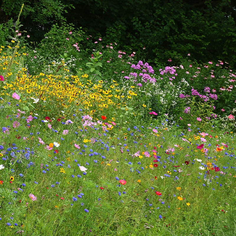 Midwest Wildflower Seed Mix - Image 2