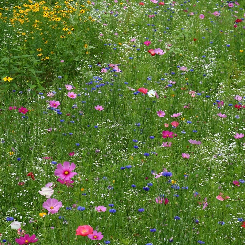 Midwest Wildflower Seed Mix - Image 3