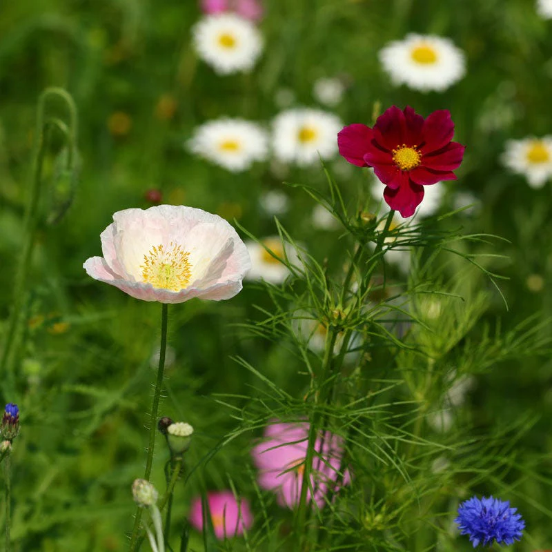 Midwest Wildflower Seed Mix - Image 5