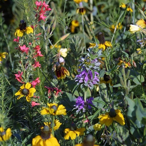 Midwest Wildflower Seed Mix - Image 6