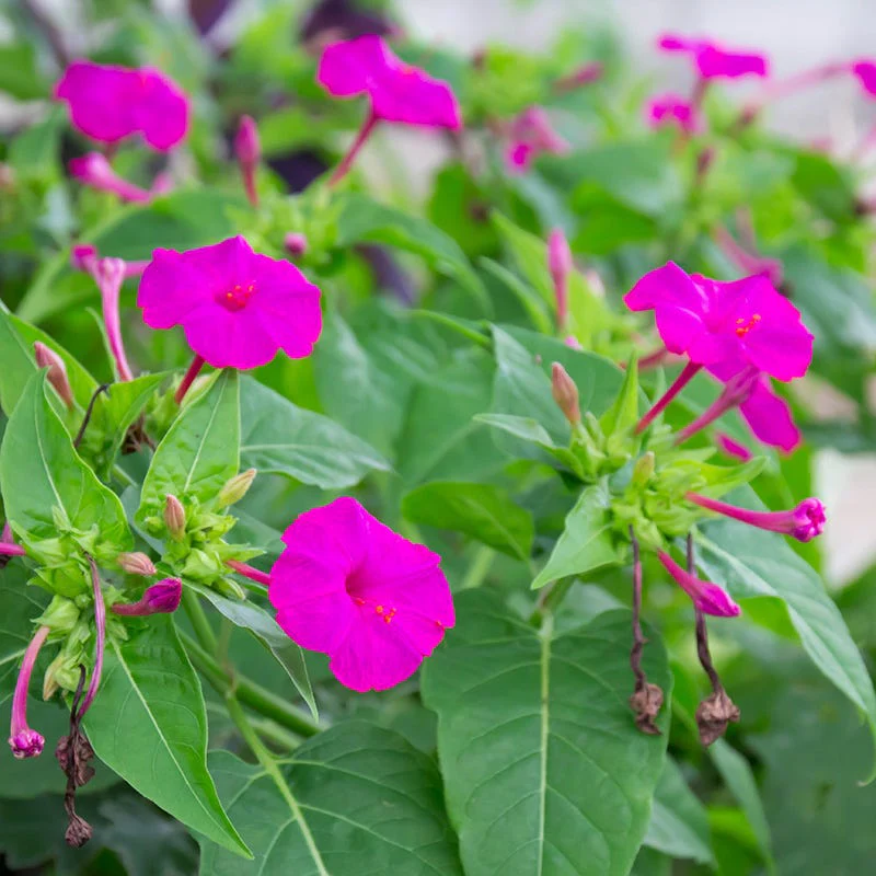 Four O'Clock Seeds (Mirabilis) - Image 2