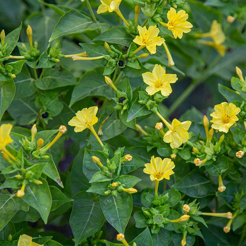 Four O'Clock Seeds (Mirabilis) - Image 3