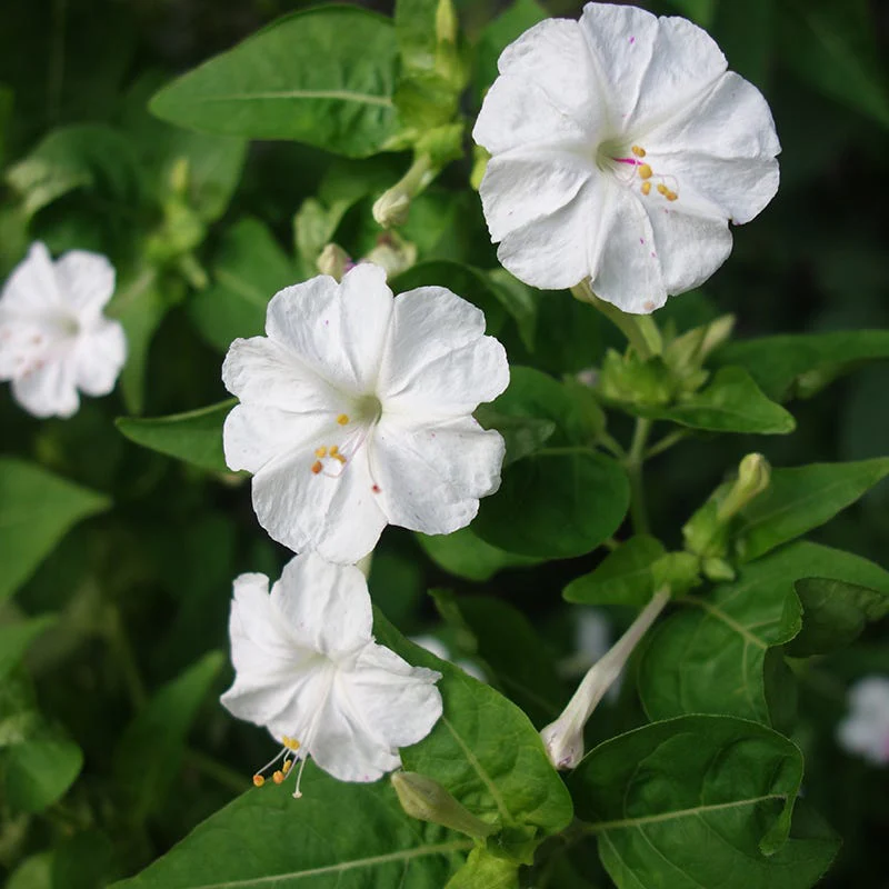 Four O'Clock Seeds (Mirabilis) - Image 4