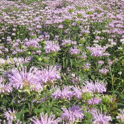 Bee Balm Seeds (Monarda) - Image 2