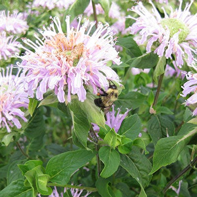 Bee Balm Seeds (Monarda) - Image 3