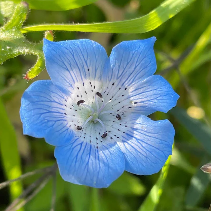 Baby Blue Eyes Seeds - Image 2