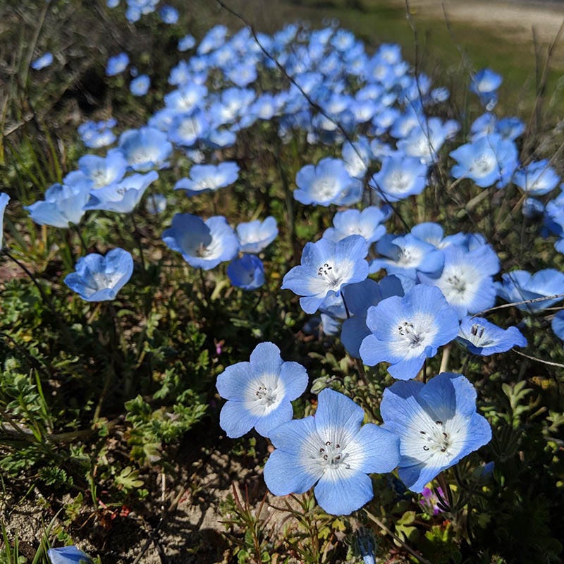 Baby Blue Eyes Seeds - Image 3