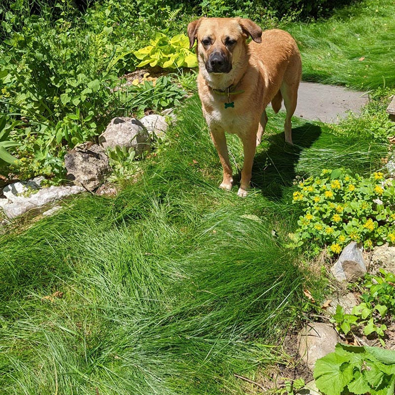 No Mow Lawn Grass Seed - Image 5