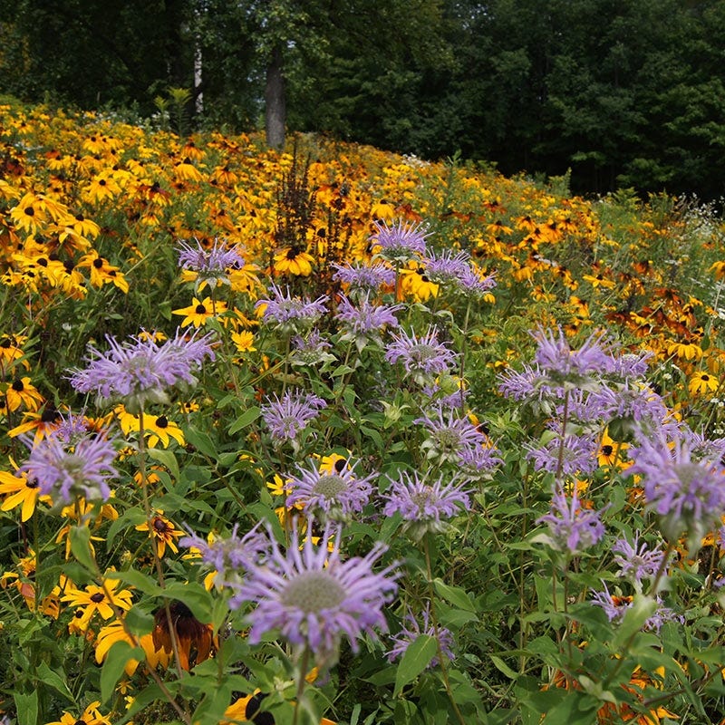 Native Northeast Wildflower Seed Mix - Image 2