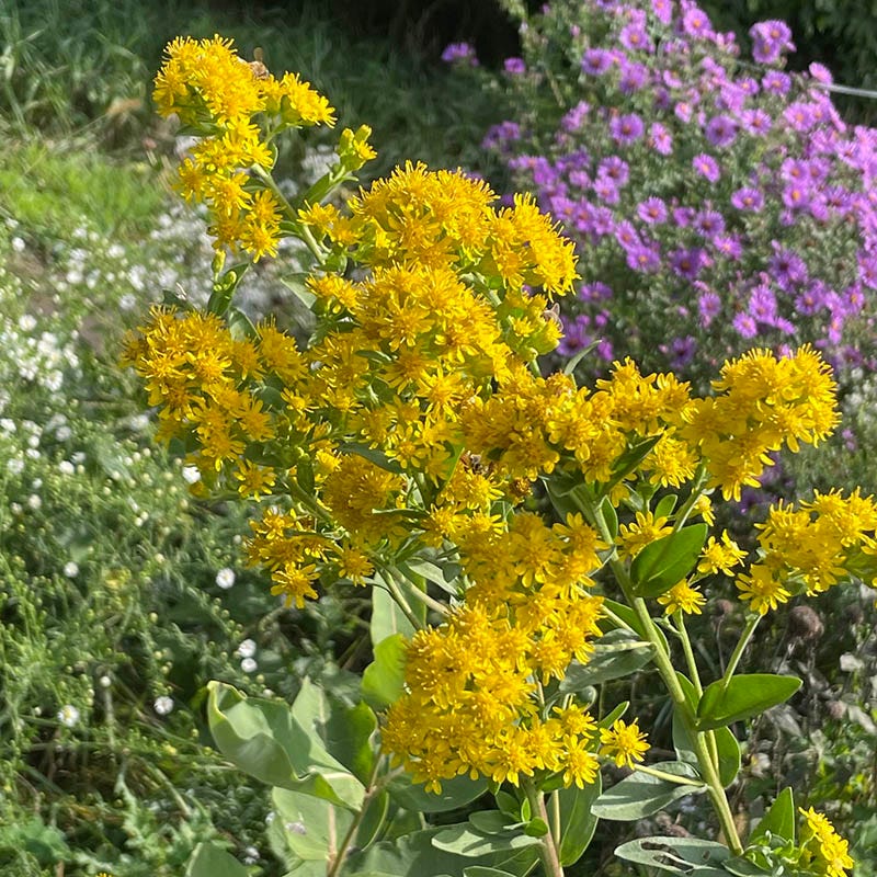 Native Northeast Wildflower Seed Mix - Image 7