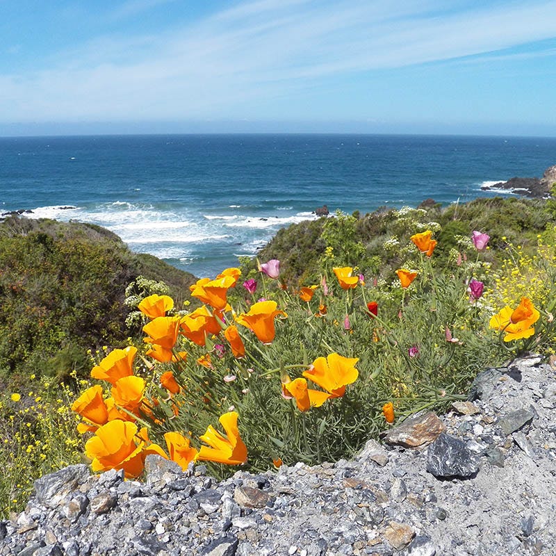 Native Pacific Northwest Wildflower Seed Mix - Image 2