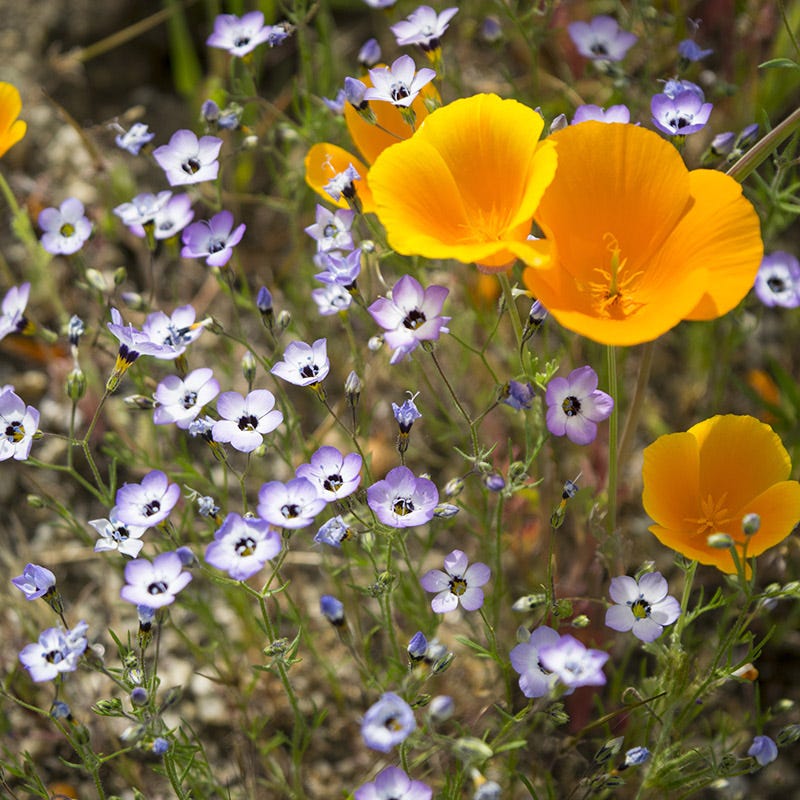 Native Pacific Northwest Wildflower Seed Mix - Image 4