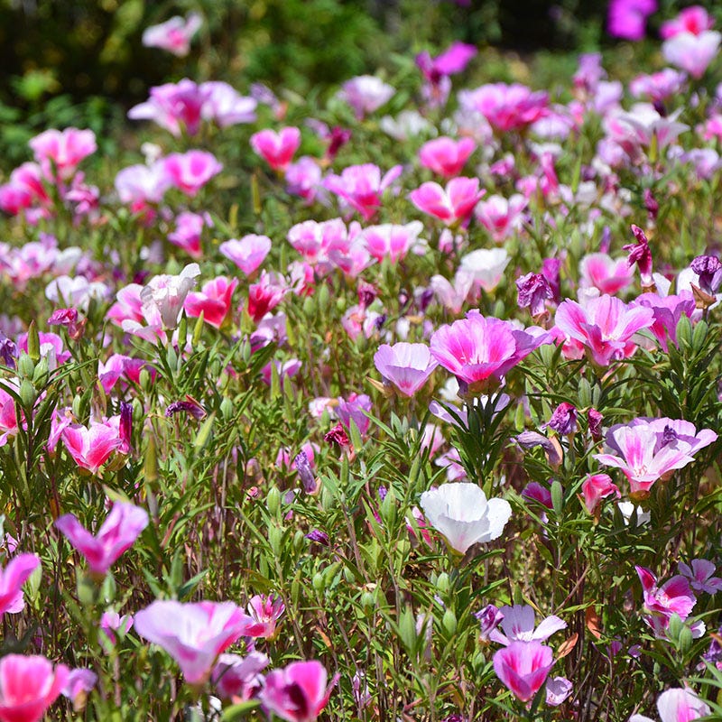 Native Pacific Northwest Wildflower Seed Mix - Image 6
