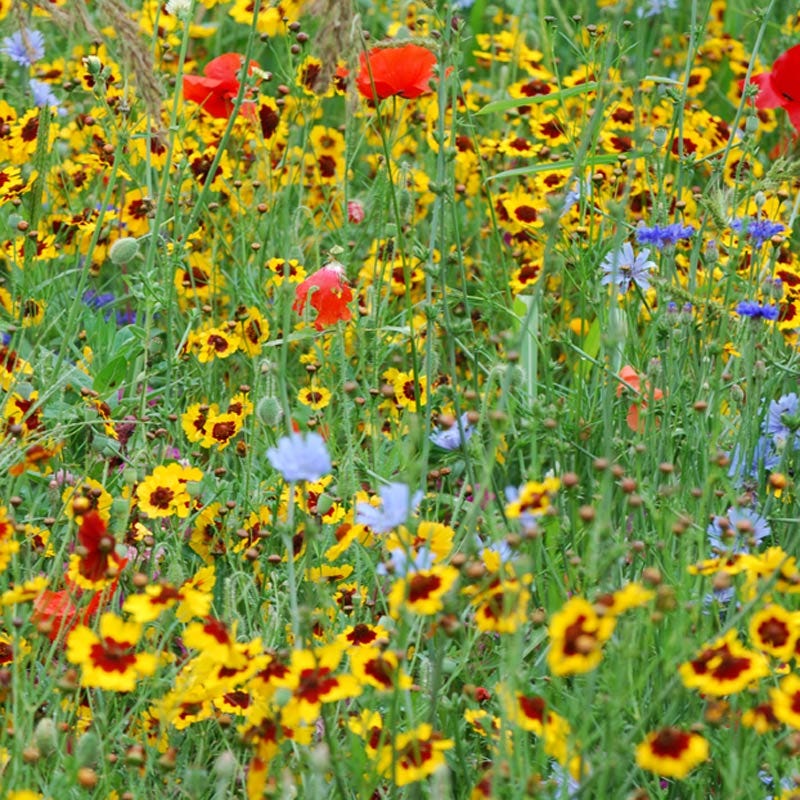 Pacific Northwest Wildflower Seed Mix - Image 4