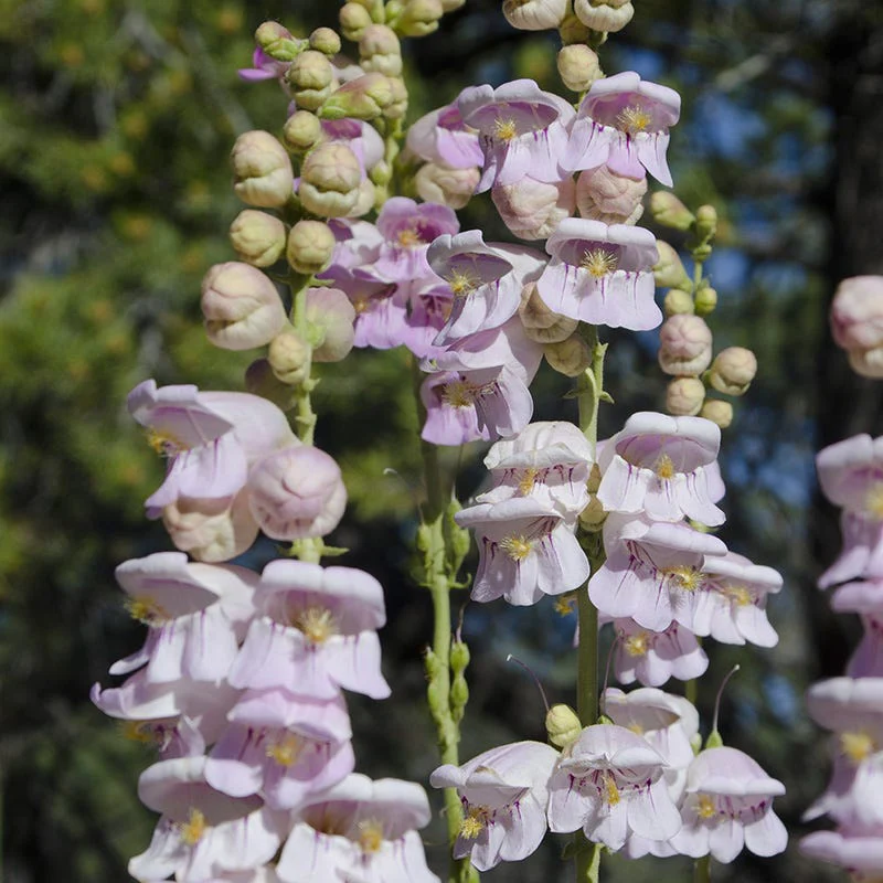 Palmer's Penstemon Seeds - Image 2
