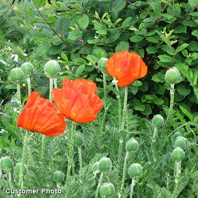 Oriental Poppy Seeds (Papaver) - Image 3